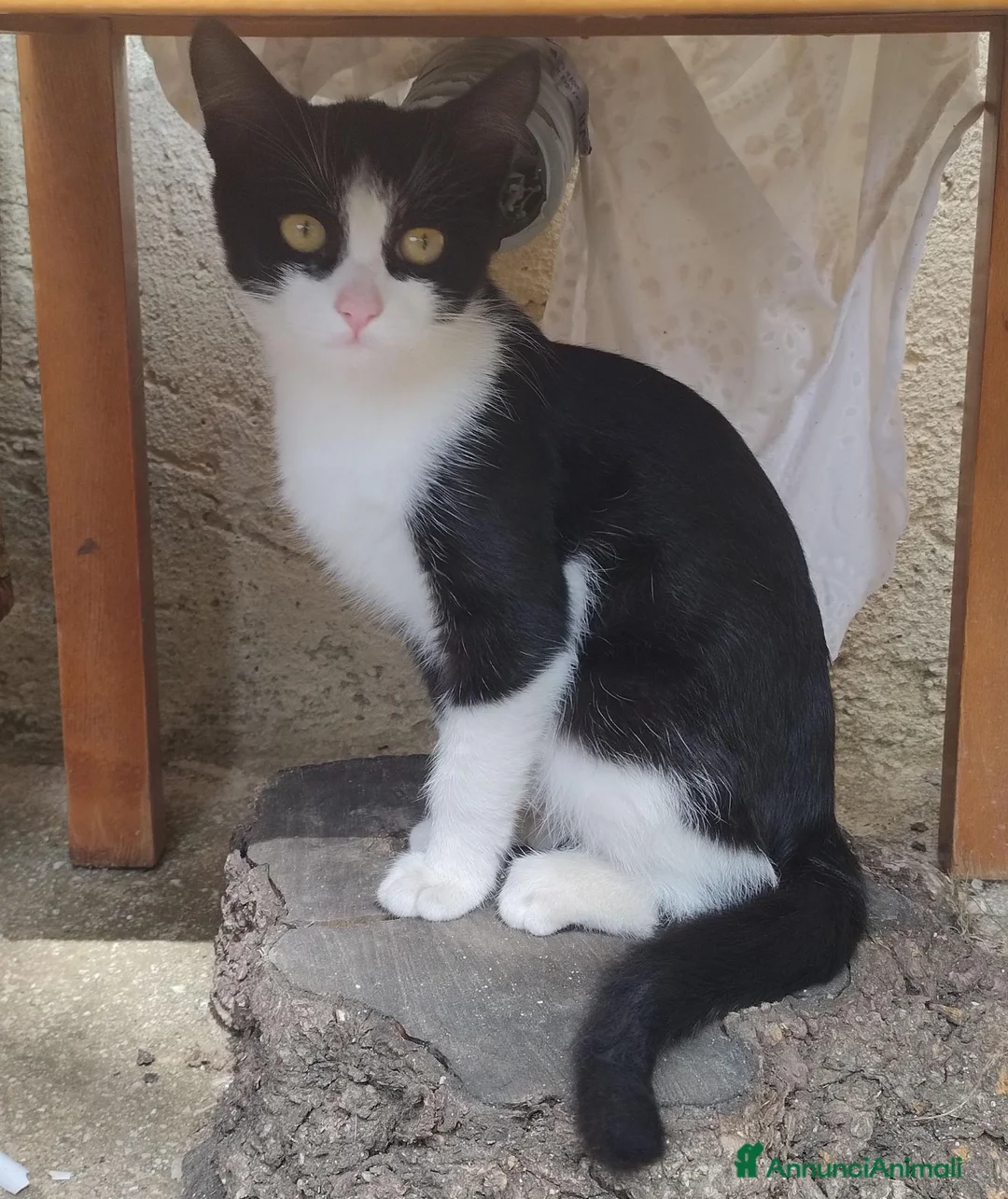 Meticcio gatti in regalo: Due gattine piccole  a Provincia di Avellino - Annuncio 2