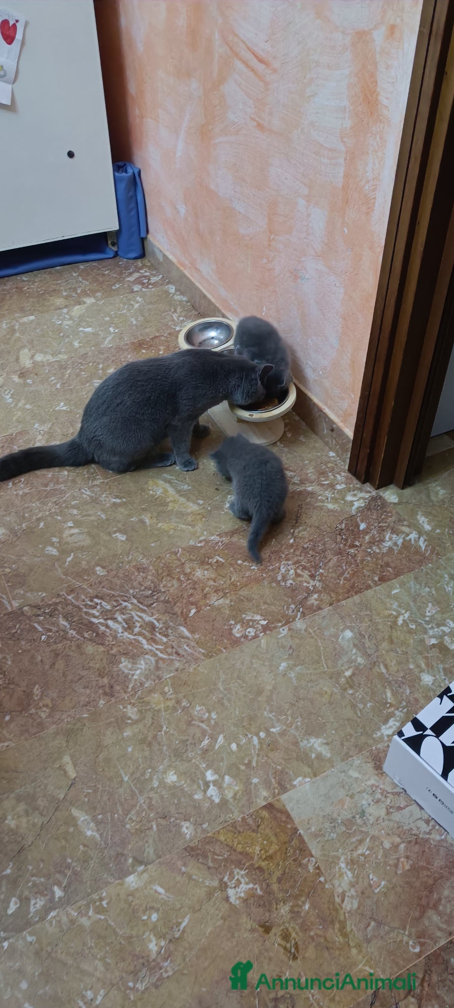 Scottish gatti Scottish Straight - Annuncio 10