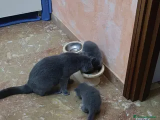 Scottish gatti in vendita: Scottish Straight - Annuncio 1