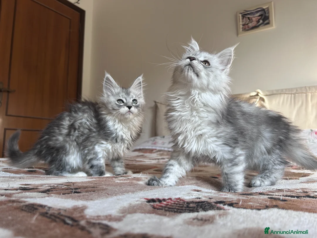 Maine Coon gatti in vendita: Maine Coon femmine - Annuncio 1