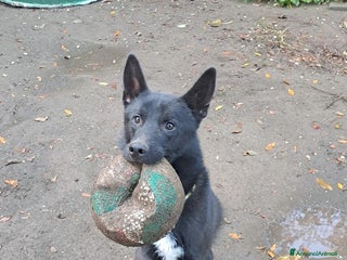 Meticcio cani Filippo, cucciolone buonissimo, circa un anno - Annuncio 3