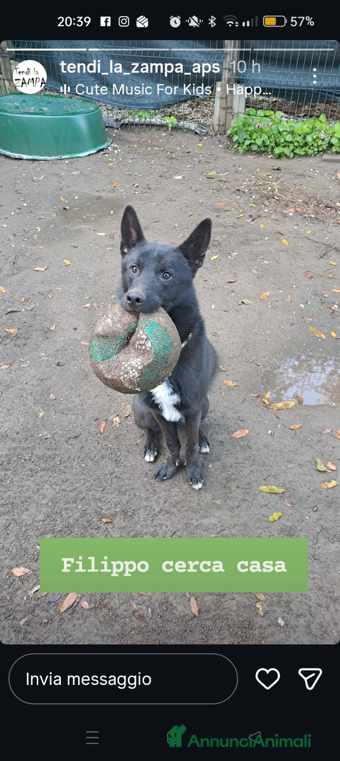 Meticcio cani in regalo: Filippo, cucciolone buonissimo, circa un anno - Annuncio 1