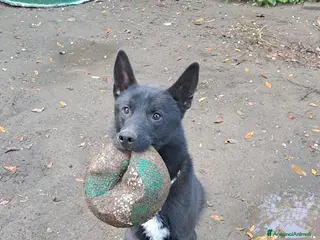 Meticcio cani Filippo, cucciolone buonissimo, circa un anno - Annuncio 32