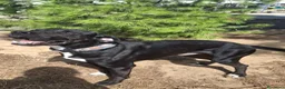Meticcio cani in regalo: BENNY 💙  STA ANCORA ASPETTANDO LA SUA CASA a Provincia di Pesaro e Urbino - Annuncio 9