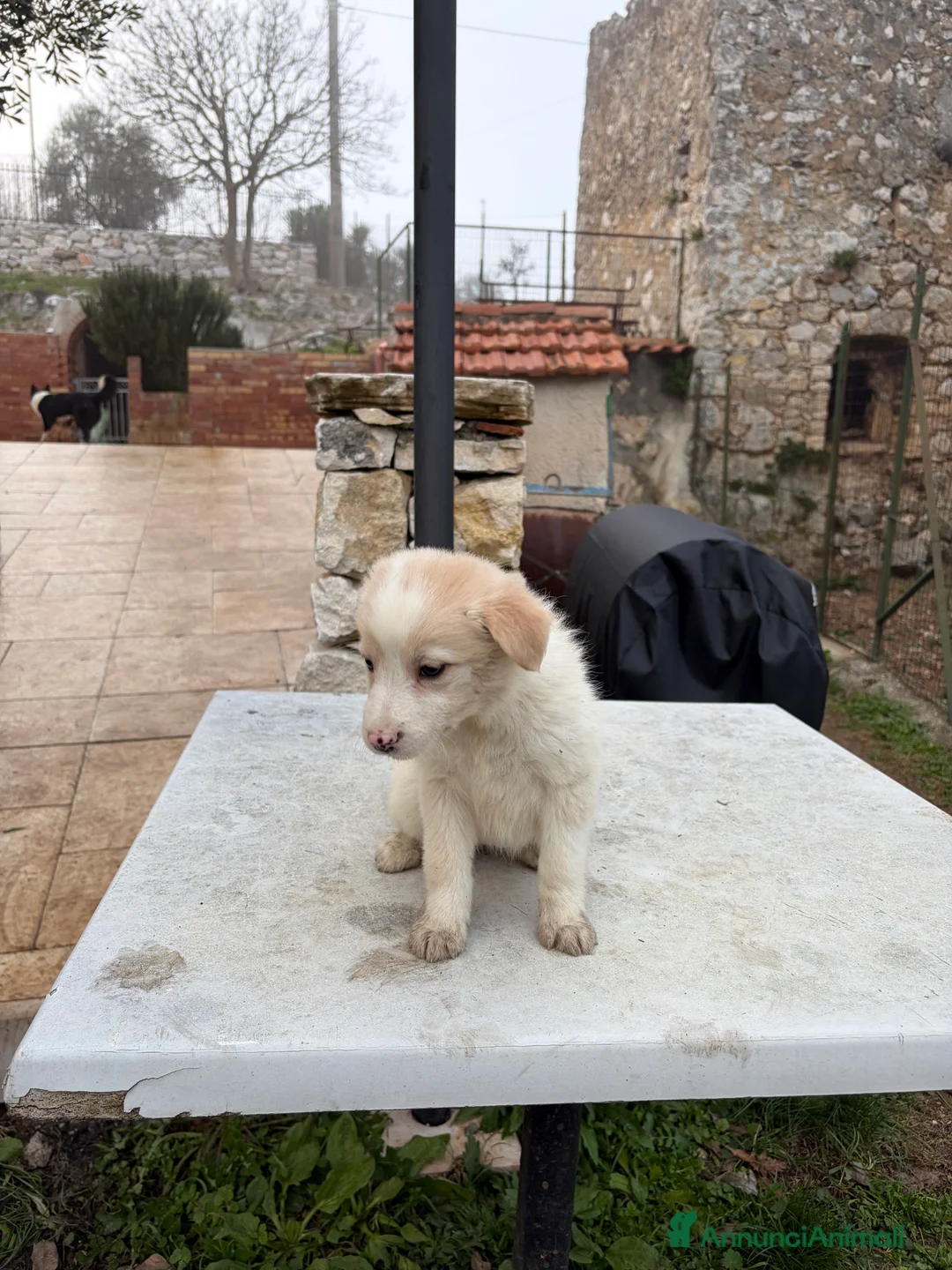 Border Collie cani in vendita: Cucciole di Border collie - Annuncio 5