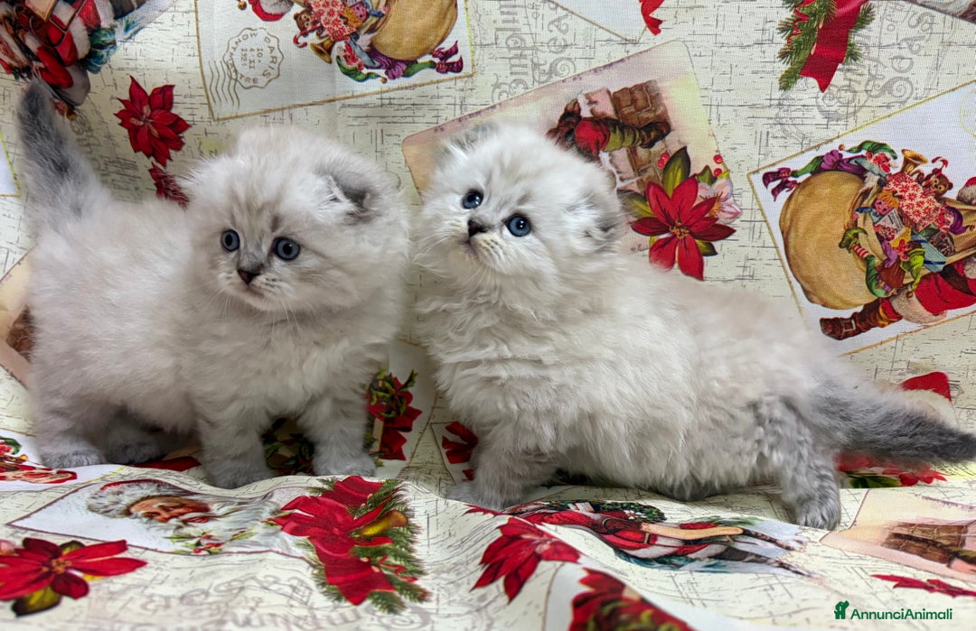 British gatti in vendita: Scottish fold sthrait  - Annuncio 2
