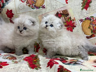 British gatti Scottish fold sthrait - Annuncio 8