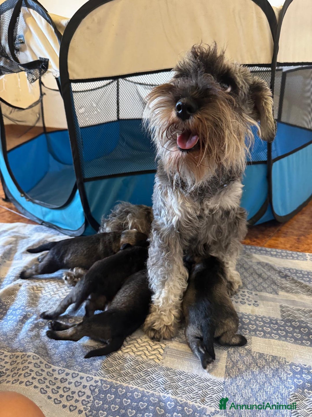 Mini Schnauzer cani in vendita: ZWERGSCHNAUZER PEPE E SALE - Annuncio 2