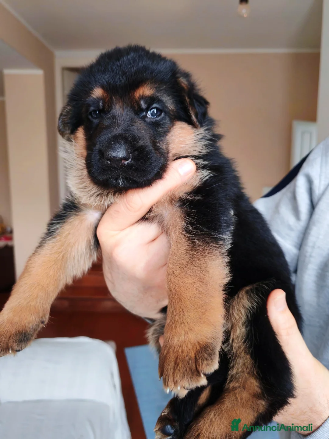 Pastore Tedesco cani in vendita: Cucciole Pastore Tedesco  - Annuncio 3