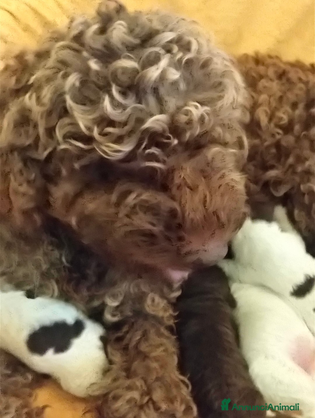 Lagotto cani in vendita: Lagotto romagnolo cuccioli - Annuncio 5
