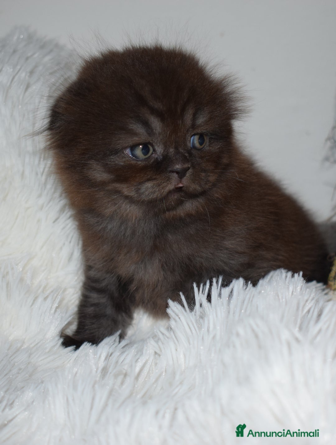 Scottish gatti in vendita: Scottish fold  a Provincia di Reggio Emilia - Annuncio 14