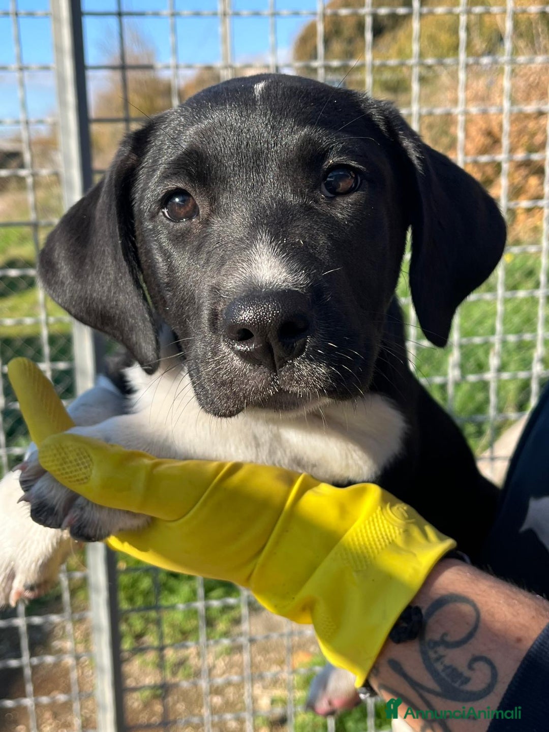 Meticcio cani in regalo: Cucciole 3 mesi - Annuncio 2
