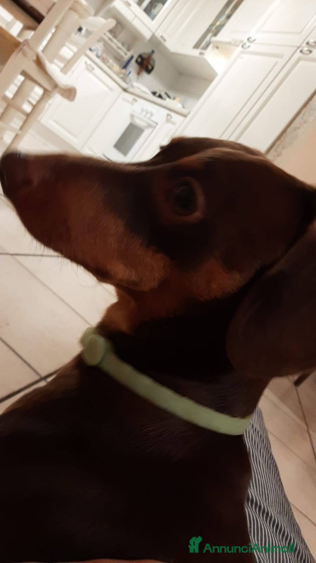 Bassotto cani per accoppiamento: Waffle cerca fidanzata  - Annuncio 4