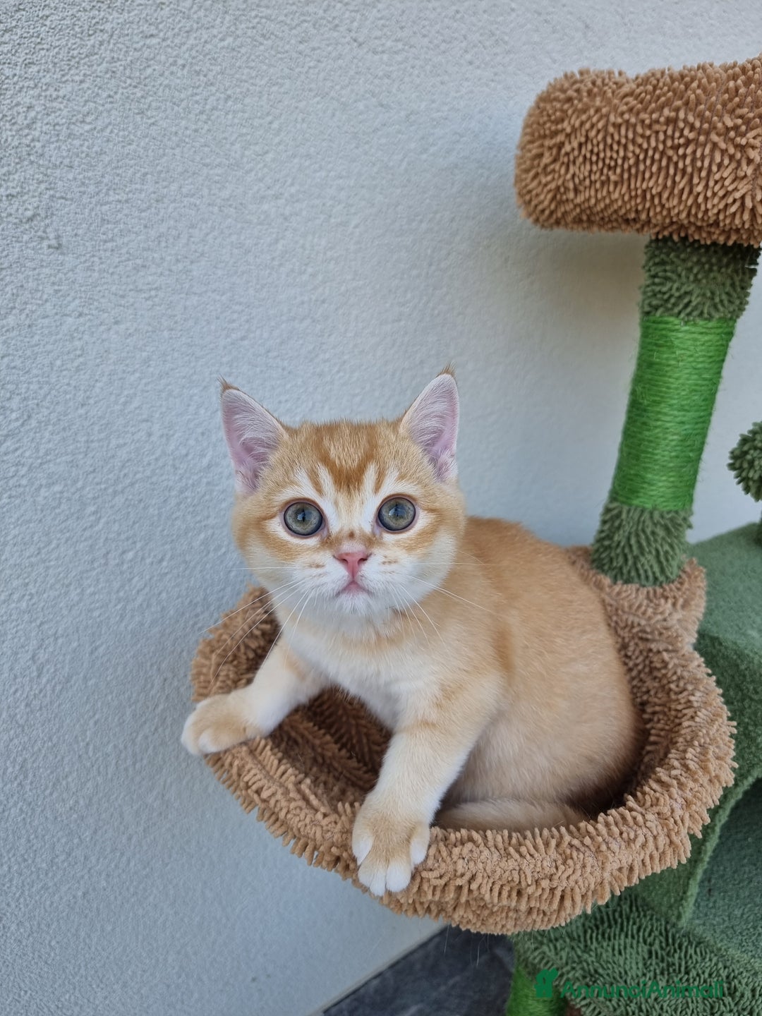 Scottish gatti in vendita: Scottish Straight con Pedigree  - Immagine 11