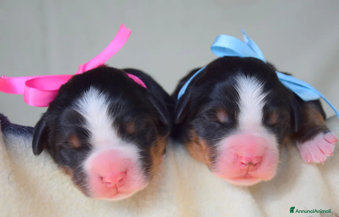 Immagine della galleria {{count}}