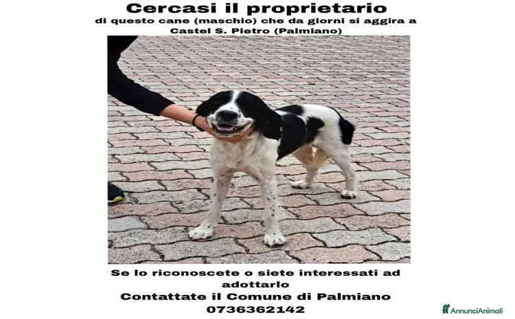Altre razze cani a Provincia di Ascoli Piceno - Annuncio 19