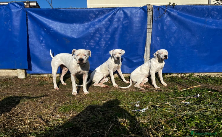Dogo Argentino cani Dogo argentino femmina 8 mesi - Annuncio 1