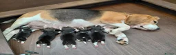 Beagle cani in vendita: Cuccioli di Beagle - Annuncio 1