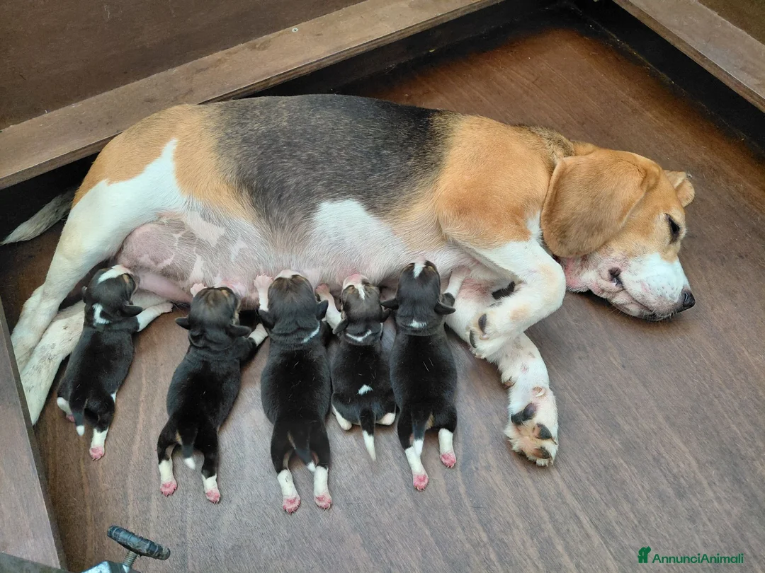 Beagle cani in vendita: Cuccioli di Beagle - Annuncio 1
