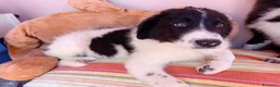 Meticcio cani in regalo: Virgola dolcissima cucciola simil border collie a Città metropolitana di Milano - Annuncio 4