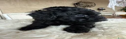 Barboncino cani in vendita: Barboncini nani - Annuncio 10