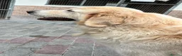 Meticcio cani in regalo: SALOMOME CERCA CASA - Annuncio 4