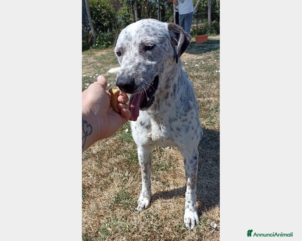 Meticcio cani Celine, derivata pointer merita una casa a Latina - Annuncio 18