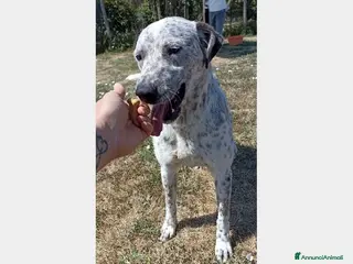 Meticcio cani Celine, derivata pointer merita una casa a Latina - Annuncio 11