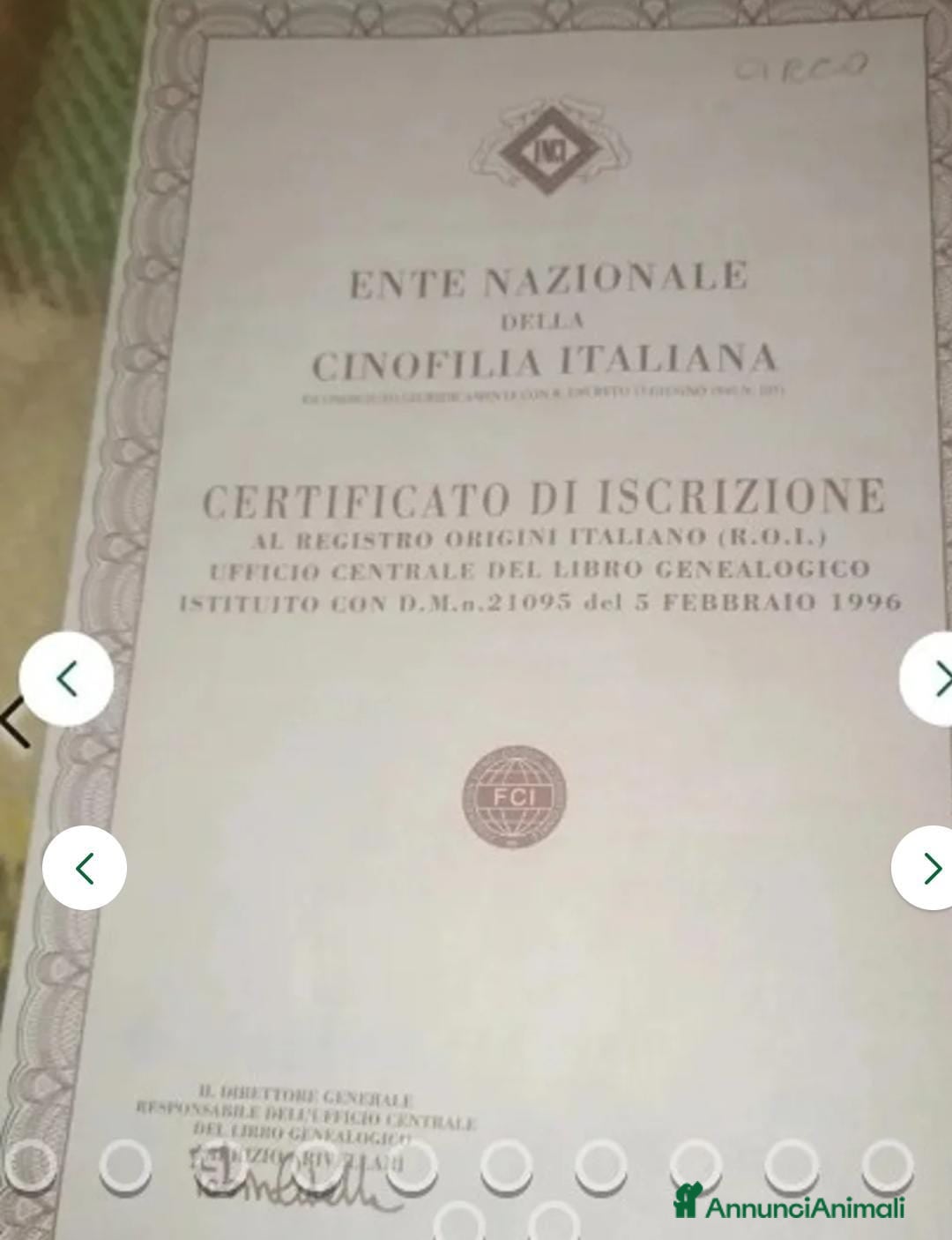 Pastore Tedesco cani in vendita: splendidi cuccioli  - Annuncio 3