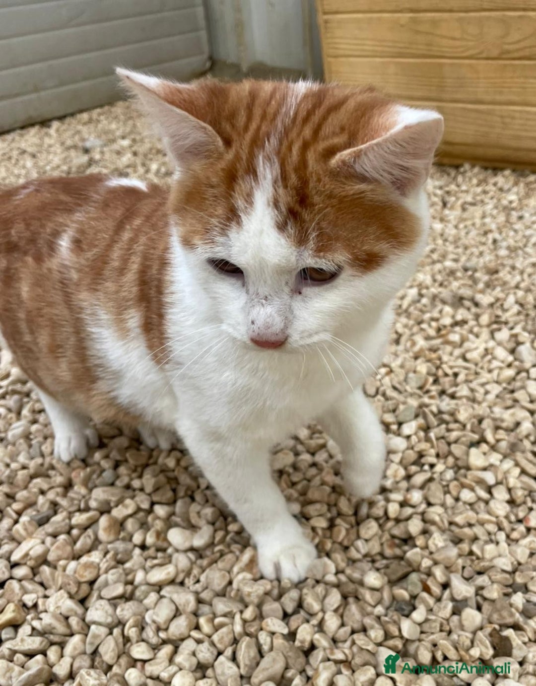 Meticcio gatti in regalo: TENERO GATTINO ROSSO - Annuncio 10