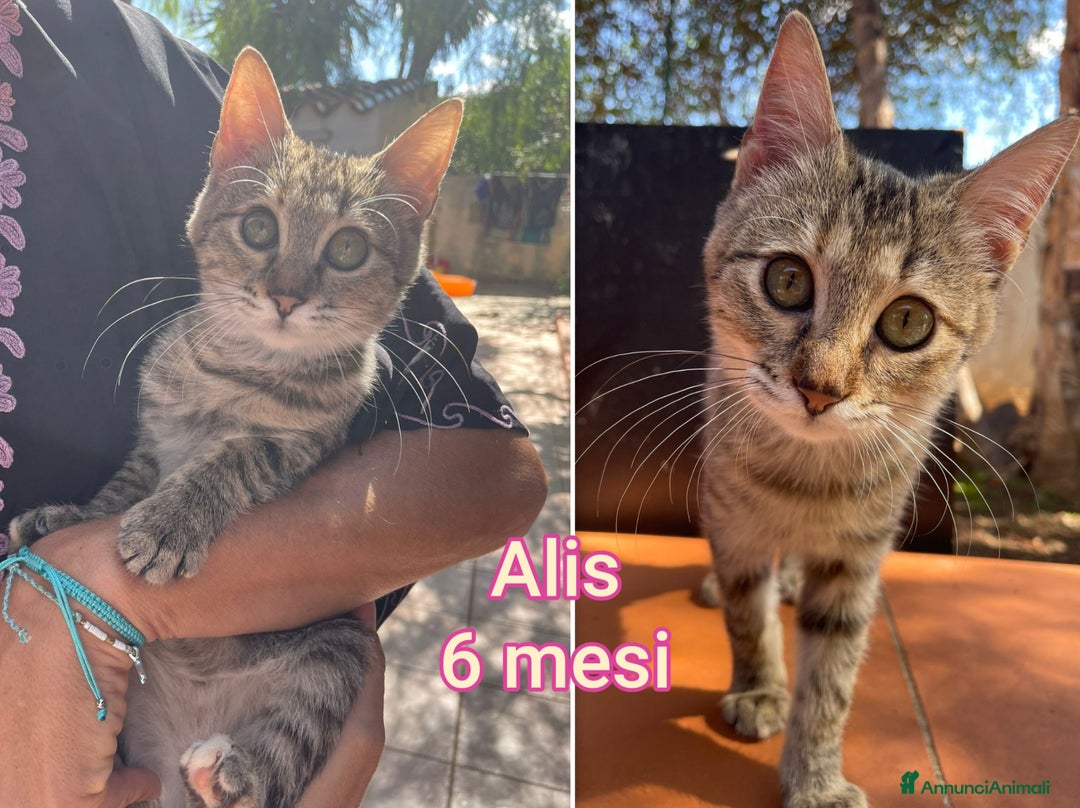 Europeo gatti in regalo: ADOZIONI URGENTI PER QUESTI GATTINI  - Annuncio 9