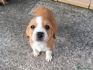 Beagle cani Lillo, cucciolo di beagle, 2 mesi, cerca casa - Annuncio 21