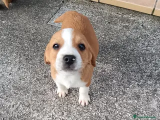 Beagle cani Lillo, cucciolo di beagle, 2 mesi, cerca casa - Annuncio 1