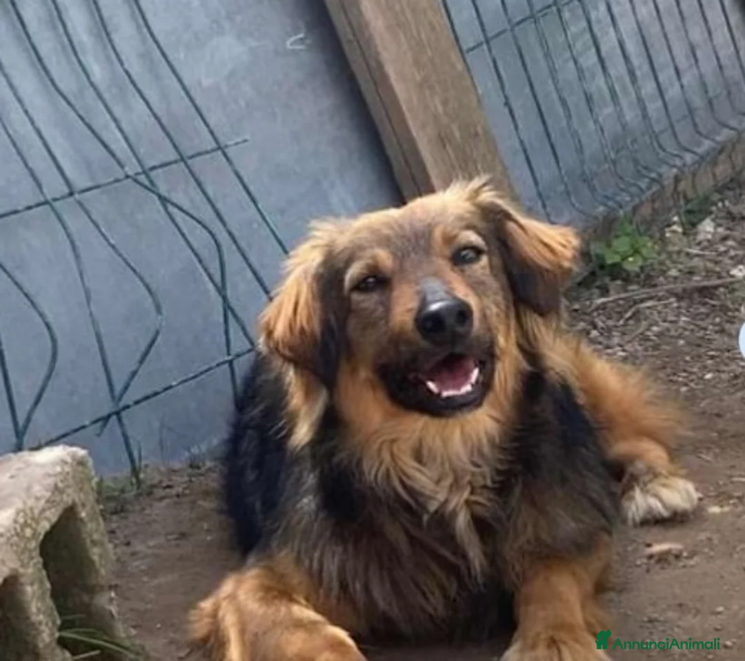 Meticcio cani in regalo: 4anni splendido manto aspetta casa da sempre!NAPOL a Città Metropolitana di Milano - Annuncio 1