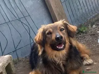 Meticcio cani 4anni splendido manto aspetta casa da sempre!NAPOL - Annuncio 13