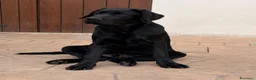 Labrador cani in vendita: CUCCIOLO LABRADOR NERO - Annuncio 5