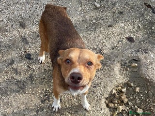 Meticcio cani CANGUU TAGLIA PICCOLA - Annuncio 10