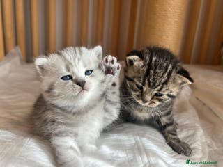 British gatti Cuccioli di British Shorthair - Annuncio 1