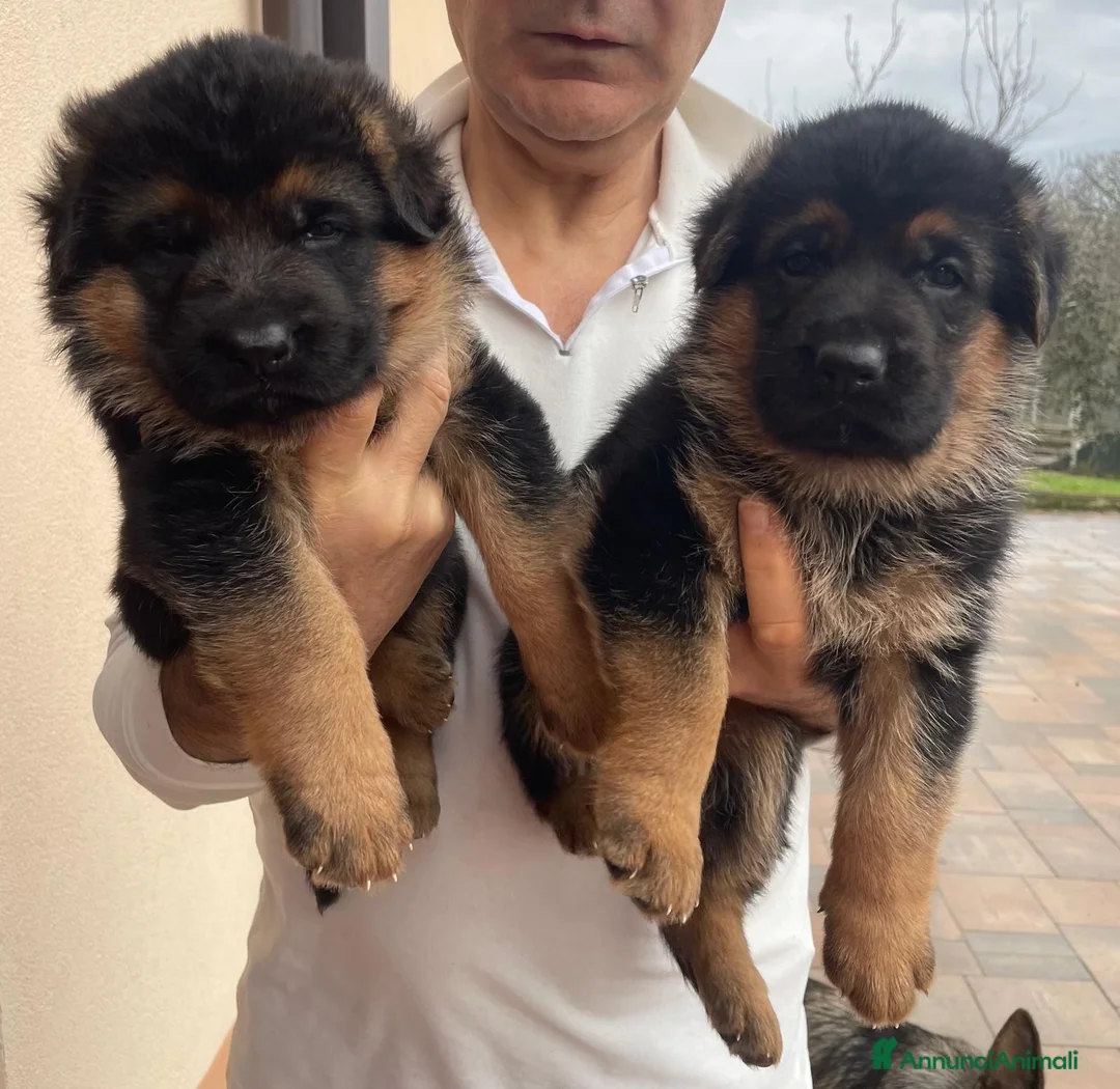 Pastore Tedesco cani in vendita: Cucciole Pastore Tedesco  - Annuncio 6