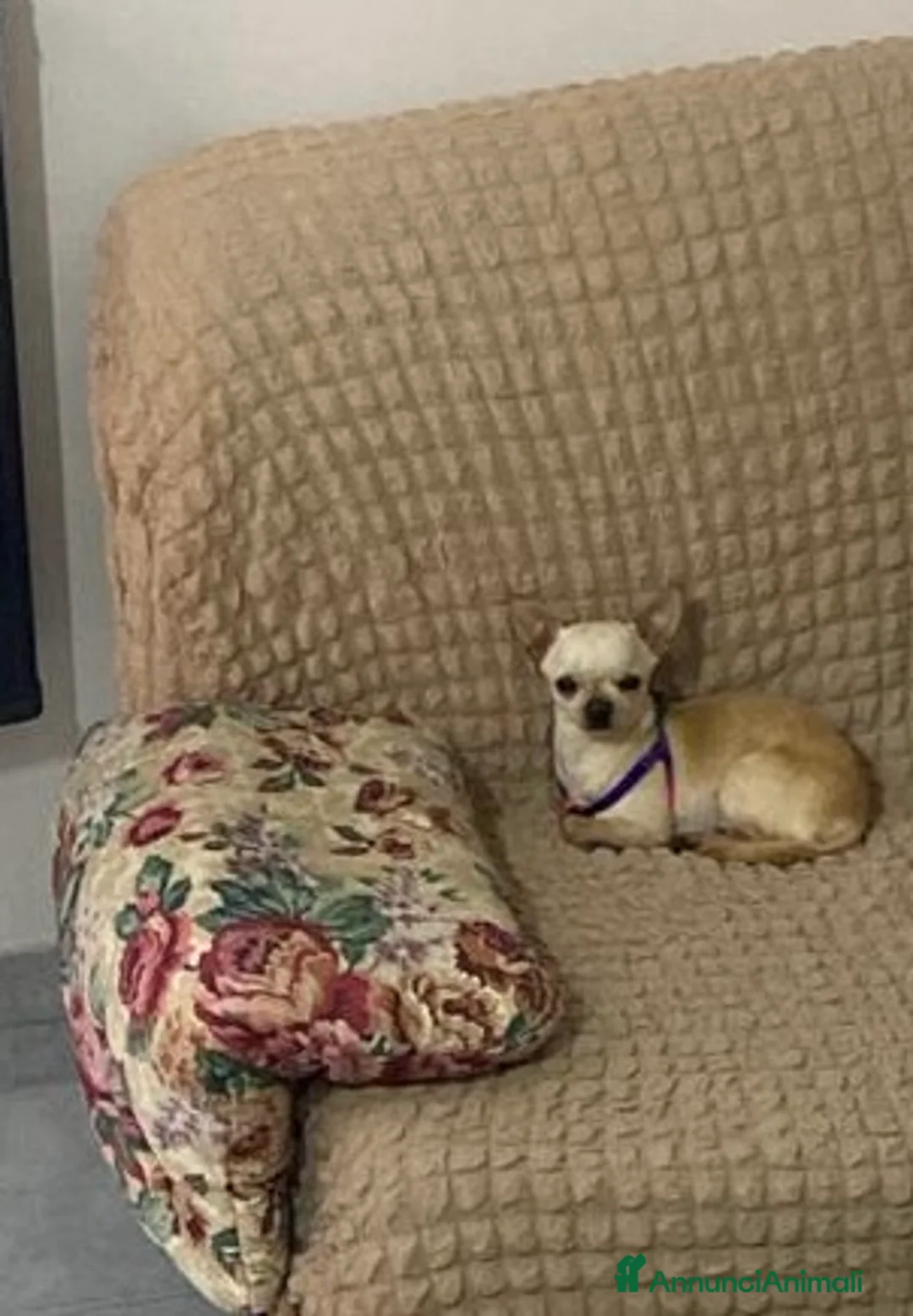 Chihuahua cani in vendita: Chihuahua - Annuncio 4