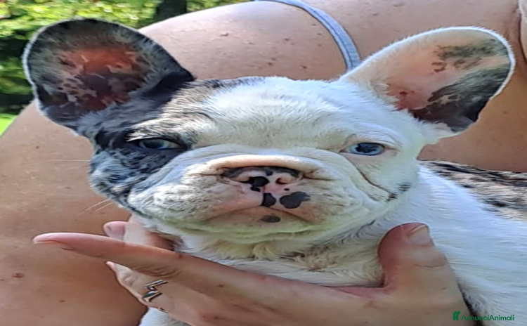 Bulldog Francese cani a Provincia di Treviso - Annuncio 1