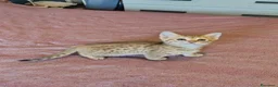 Bengala gatti in vendita: Gattini bengala dolcissimi - Annuncio 12