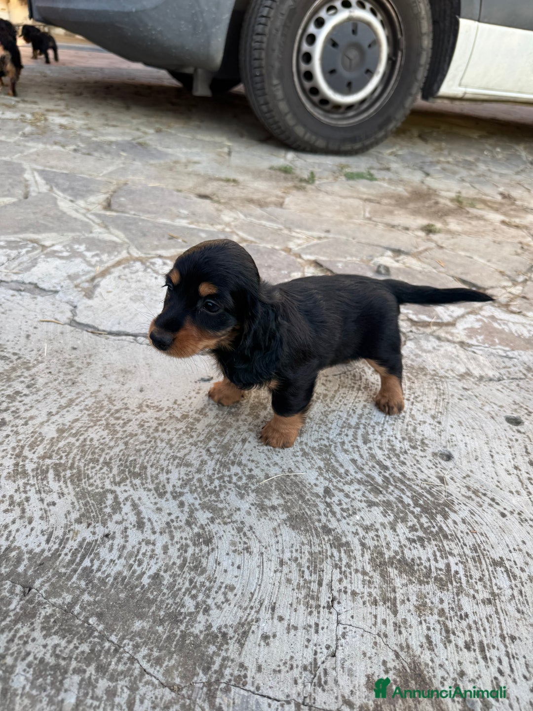 Bassotto cani in vendita: cuccioli di bassotto tedesco pelo lungo a Provincia di Modena - Immagine 13