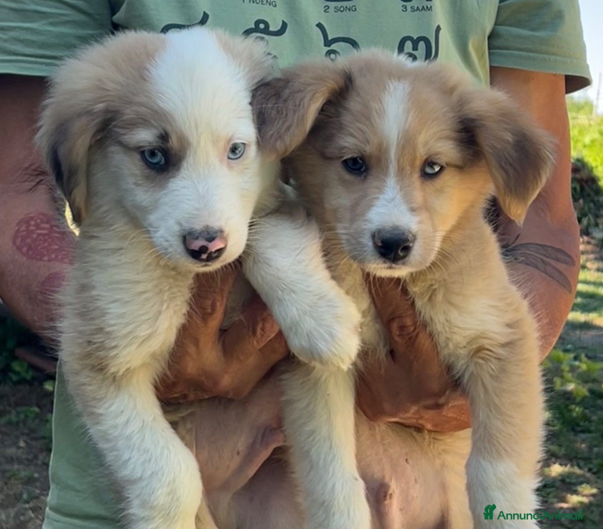 Australian Shepherd cani Cucciolo pastore australiano con occhi blu - Annuncio 1