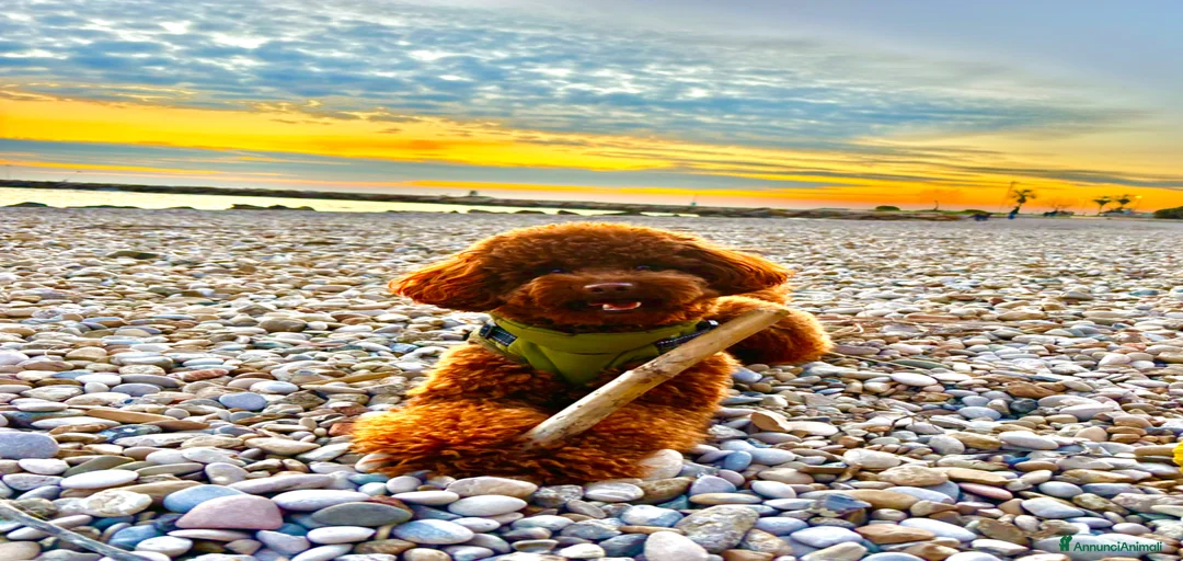 Immagine della galleria {{count}}