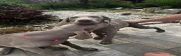 Weimaraner cani in vendita: Disponibili Cuccioli Weimaraner Abruzzo  a Provincia dell'Aquila - Annuncio 8