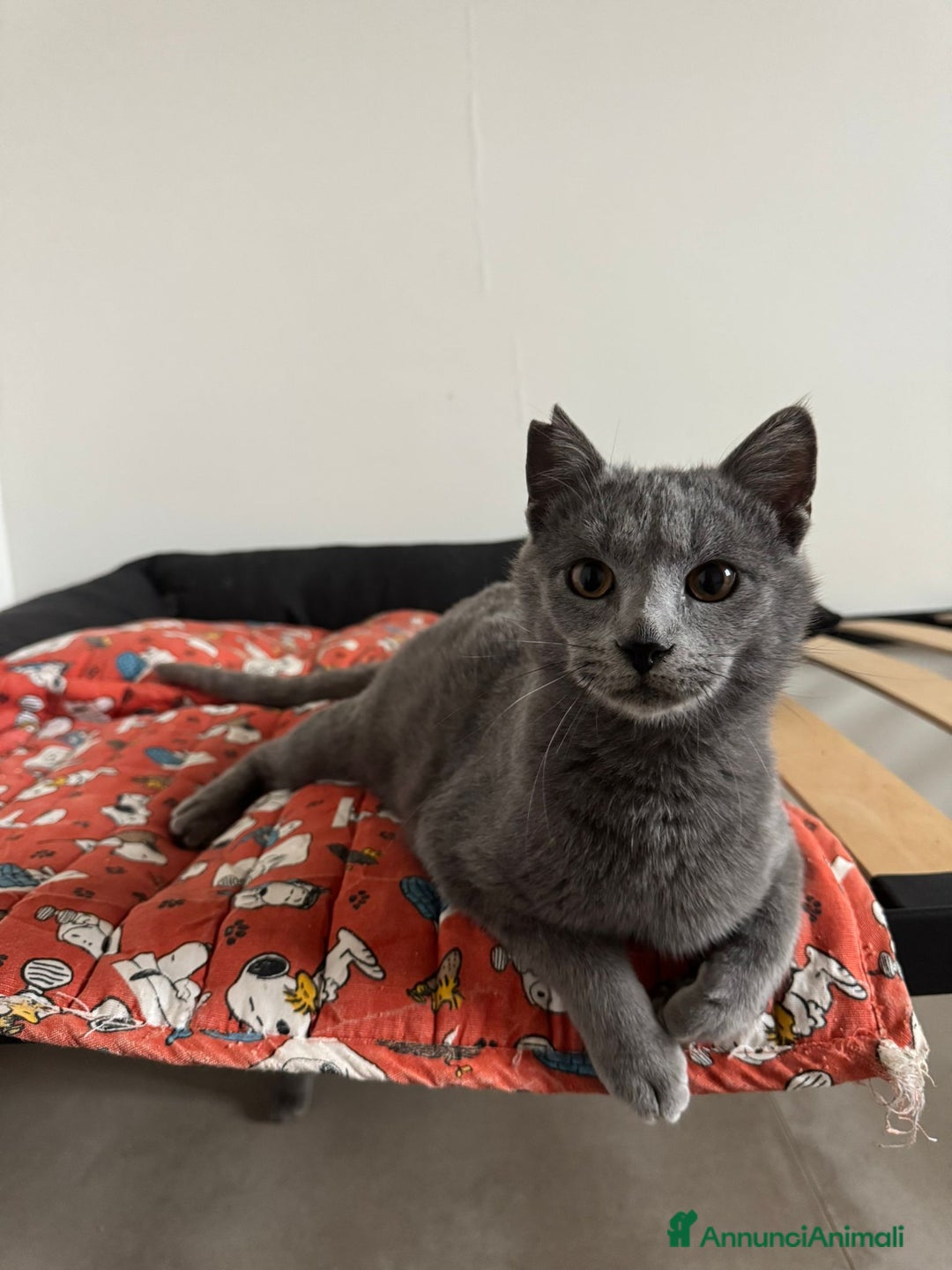 Certosino gatti in regalo: Certosino maschio cerca casa - Annuncio 6