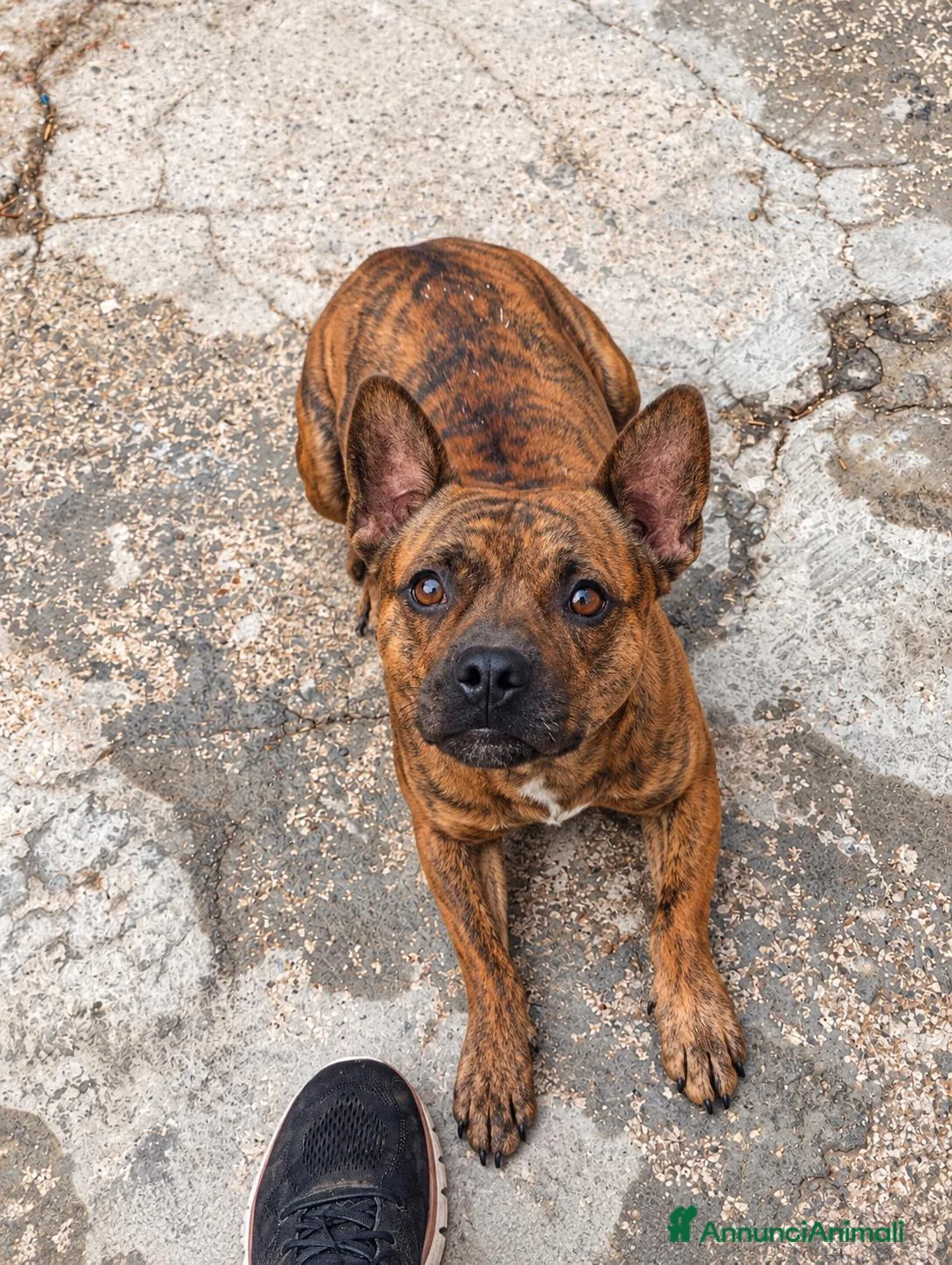 Meticcio cani in regalo: Tiger, simil Staffordshire Bull Terrier!  - Annuncio 1