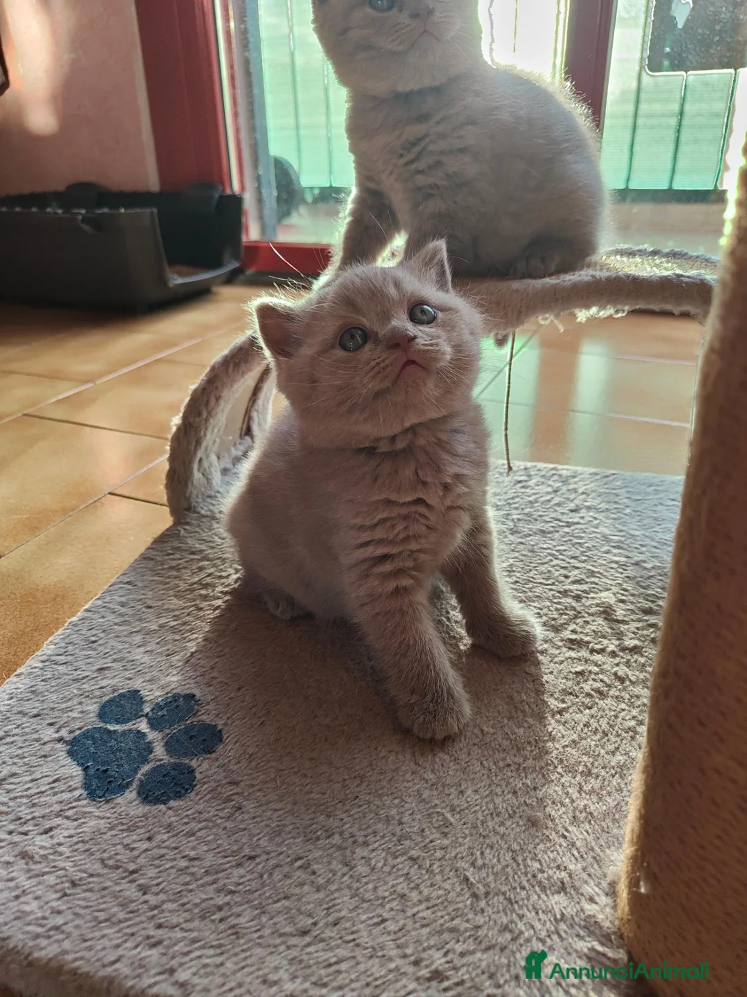 Scottish gatti in vendita: Scottish fold e straight  - Annuncio 2