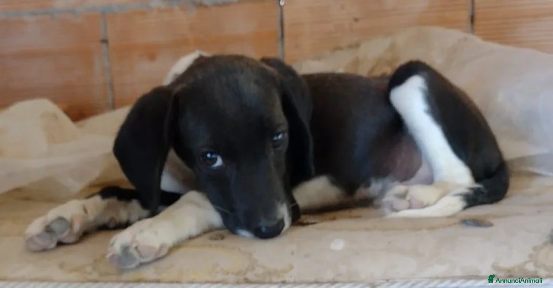 Segugio cani in regalo: Ciao a tutti da Timmy 3 mesi di dolcezza (Catania  - Annuncio 2